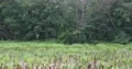 Forest moor swamp landscape pan in summer season nature reserve 4k or 4k+ Resolution