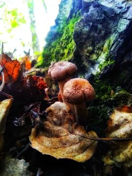 Forest Mooshrooms Stock Photos