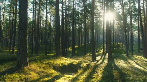 Forest in Morning after Sunrise Stock Footage