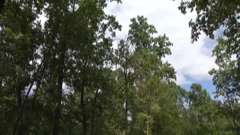 Forest in the morning Видео 240460630