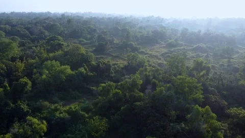 Forest in the morning Vídeos de archivo 276686958