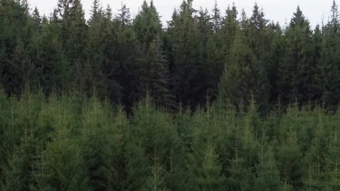 Forest in the morning Stock Footage 302885306