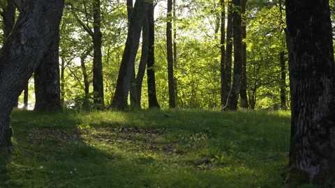 Forest Morning Light Casting Long Tree Shadows Across Grass Vidéo 310521202