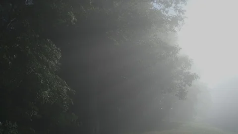 Forest Morning Mist 2 Video stock 111384664