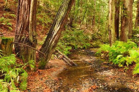 The forest in the morning Stock Photos