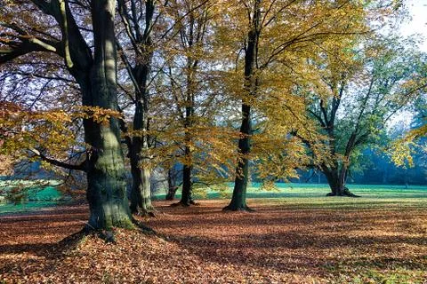 The forest in the morning Stock Photos