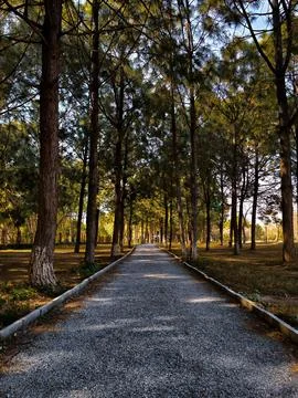 Forest in the morning Stock Photos