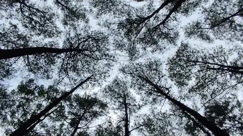 Forest in the morning, see from below Stock Footage 306745892