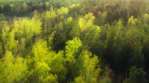 Forest morning sun rays light jungle green grass nature wood outdoor Stock-Footage 204907457