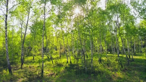 Forest morning sun rays light jungle green grass nature wood outdoor Stock Footage 204908641