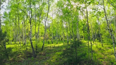Forest morning sun rays light jungle green grass nature wood outdoor Stock Footage 204909997