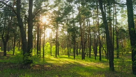 Forest morning sun rays light jungle green grass nature wood outdoor Stock Footage 204911673