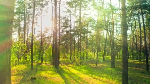 Forest morning sun rays light jungle green grass nature wood outdoor Stock Footage 204913626