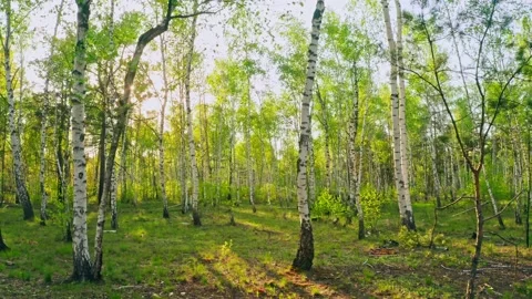 Forest morning sun rays light jungle green grass nature wood outdoor Stock Footage 204914192