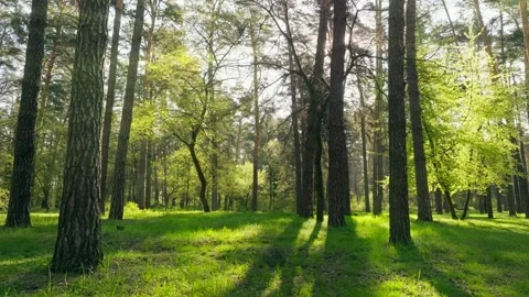 Forest morning sun spring nature beautiful wood background Stock Footage 239847053