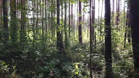 Forest in the morning. Sunlight through the trees. Stock Footage 138255799