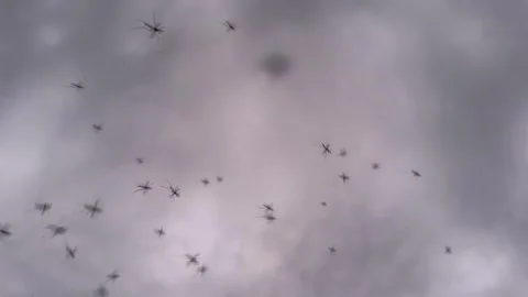 Forest Mosquitoes at Dusk slow motion Stock Footage 280684251