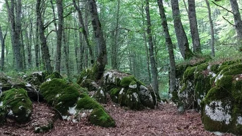 Forest with moss and foliage 스톡 동영상 247190898