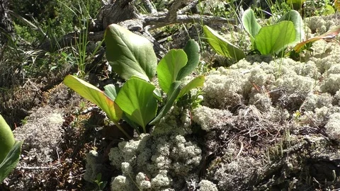 Forest moss and plants Stock-Footage 108108410