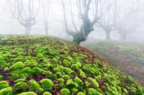 Forest with moss bubbles Stock Photos