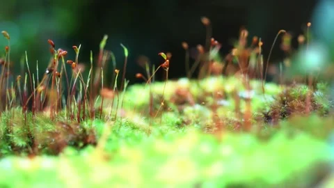 Forest Moss Close-Up with Gently Swaying Greenery Stock Footage 340538601