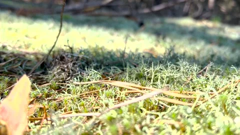 Forest moss close-up. Moss in the forest. Moss in the forest close-up Video stock 278867727