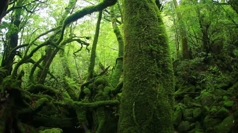 The Forest of the Moss-Covered Princess Mononoke 動画素材 330445866