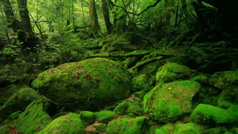The Forest of the Moss-Covered Princess Mononoke Видео 330447142
