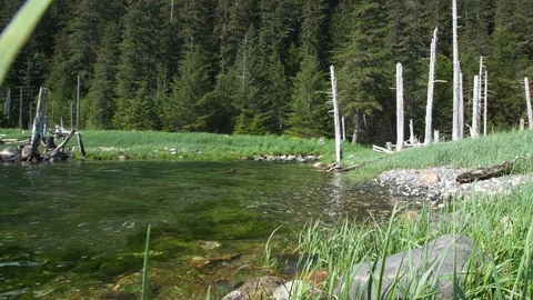 Forest with moss covered river Stock Footage 96052634