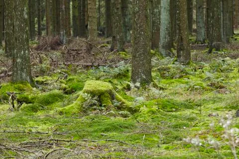 Forest with moss-covered stub Stock Photos