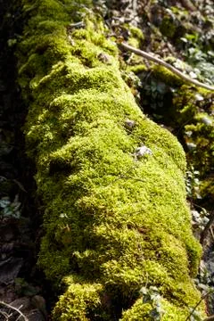 Forest - Moss covered tree bole Stock Photos