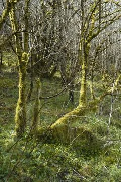 Forest with Moss-Covered Trees and Green Underbrush Stock Photos