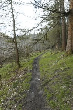 Forest with Moss-Covered Trees and Green Underbrush Stock Photos