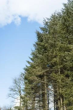 Forest with Moss-Covered Trees and Green Underbrush Stock Photos