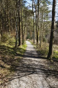Forest with Moss-Covered Trees and Green Underbrush Stock Photos