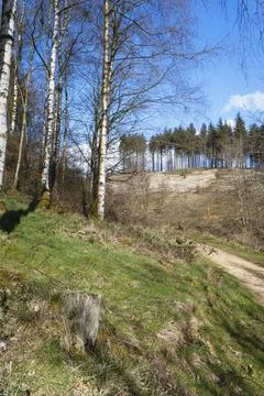 Forest with Moss-Covered Trees and Green Underbrush Stock Photos