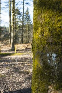 Forest with Moss-Covered Trees and Green Underbrush Stock Photos