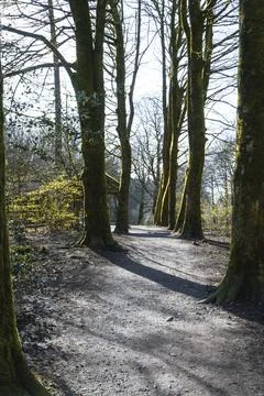 Forest with Moss-Covered Trees and Green Underbrush Stock Photos