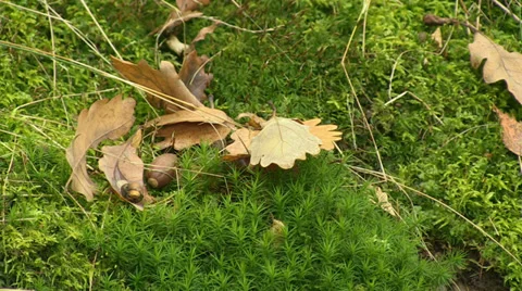 Forest moss, dry oak leaves and acorns Stock Footage 32258708