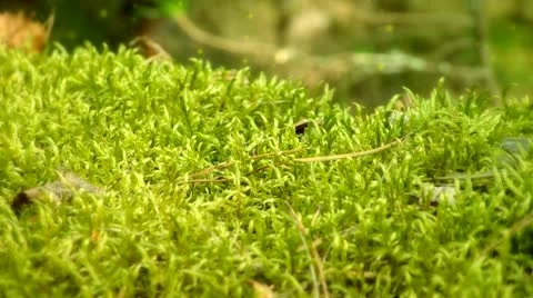 Forest moss, with flying particles Stock Footage 11491570