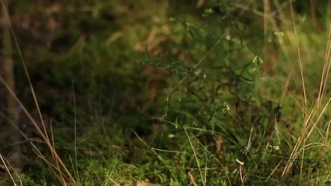 Forest moss Stock Footage 99119002