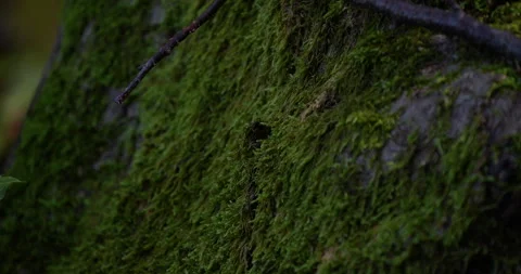 Forest Moss Stock Footage 257474767