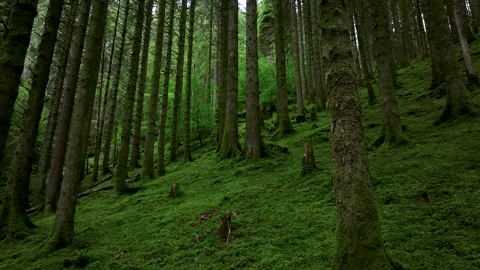 A forest with moss growing on the trees and floor Stock Footage 306561385