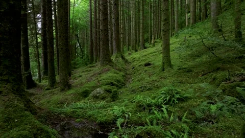 A forest with moss growing on the trees Stock Footage 306561249