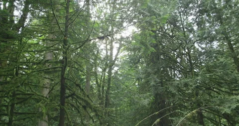 Forest moss handheld Stock Footage 137536281