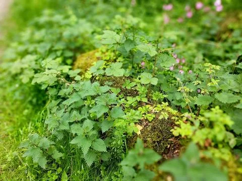 Forest Moss Log Spring Foto stock