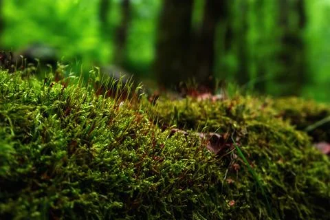 Forest moss macro frame in defocused green background Fotos de archivo