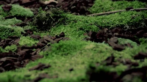 Forest moss main plan view in moution Video stock 64654554