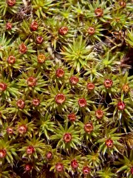 Forest moss Stock Photos