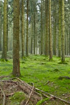 Forest with moss Stock Photos